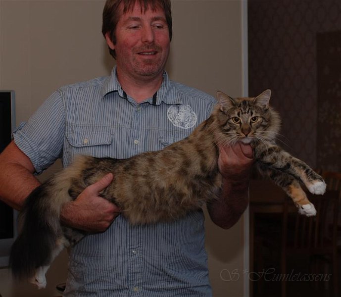 DSC_1416.JPG - S*Humletassens Passionate Bombalurina, born 2005-06-22. Big female with a lot of phurrr...