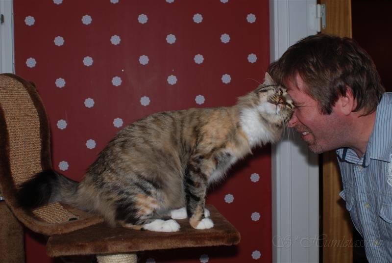 DSC_1555.JPG - Bombalurina is very, very social girl and takes good care of the guests even when it's two years since last time we met!